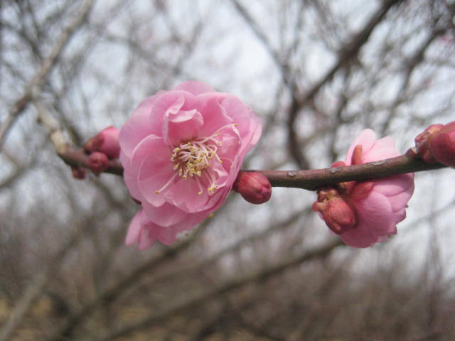 f:id:simba07ljx:20210214190931j:plain