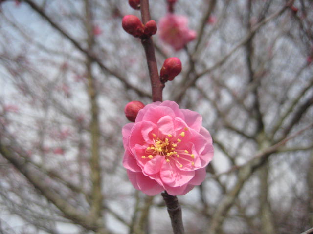 f:id:simba07ljx:20210214191728j:plain