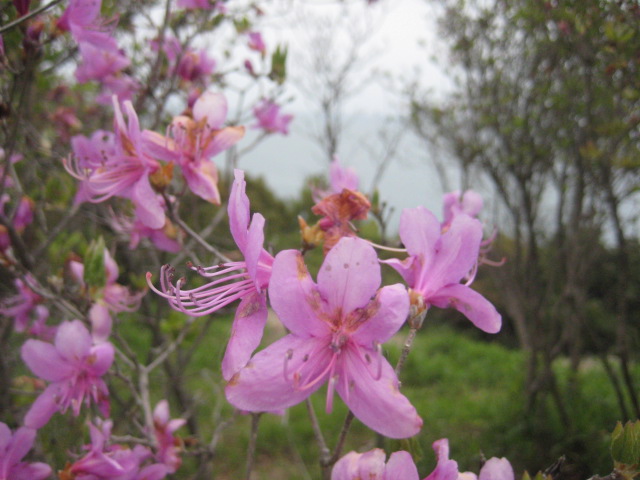 f:id:simba07ljx:20210425211132j:plain