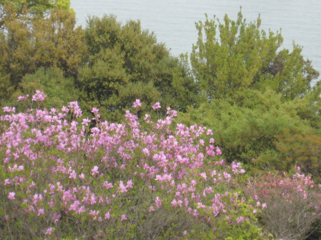 f:id:simba07ljx:20210425211225j:plain