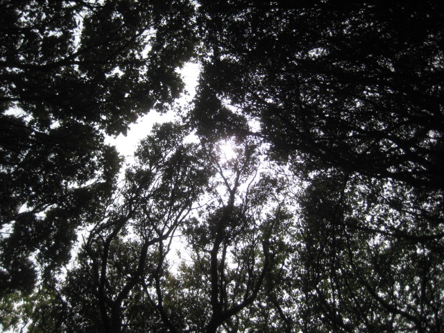 f:id:simba07ljx:20210425211524j:plain