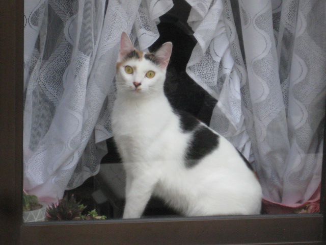 f:id:simba07ljx:20210929201132j:plain