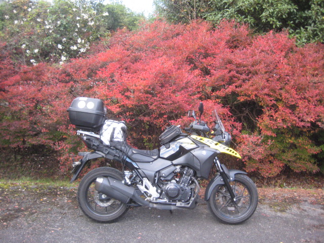 f:id:simba07ljx:20211207205017j:plain