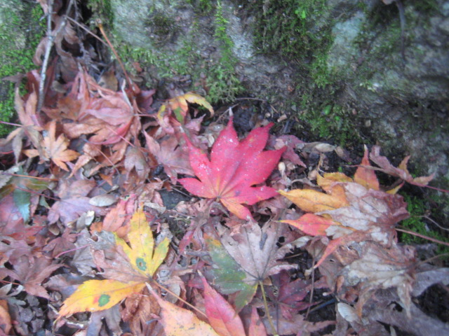 f:id:simba07ljx:20211207205346j:plain