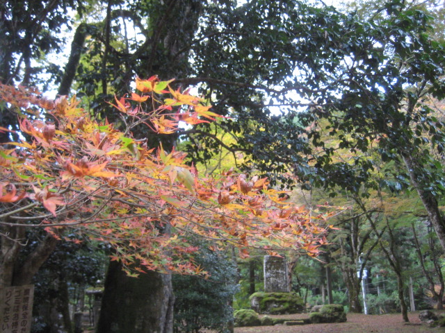 f:id:simba07ljx:20211207205521j:plain