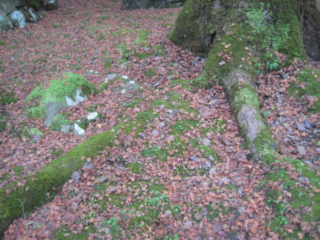 f:id:simba07ljx:20211207205618j:plain