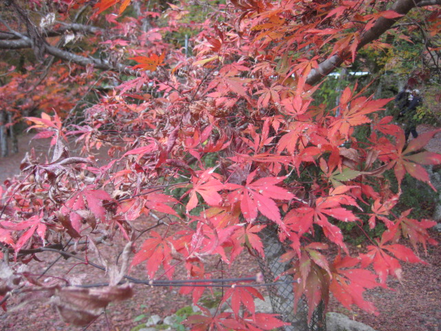 f:id:simba07ljx:20211207205730j:plain