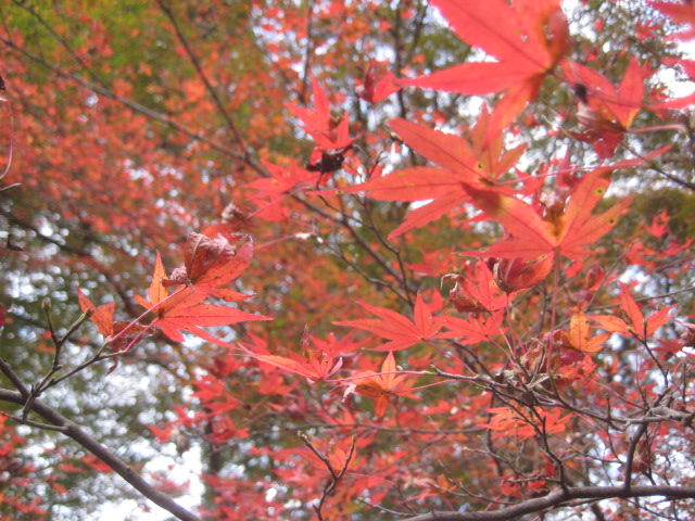 f:id:simba07ljx:20211207205826j:plain