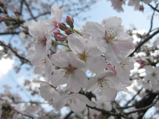 さくら夙川 4月1日 三分咲き 兵庫県西宮市 - バイクで遠足しま