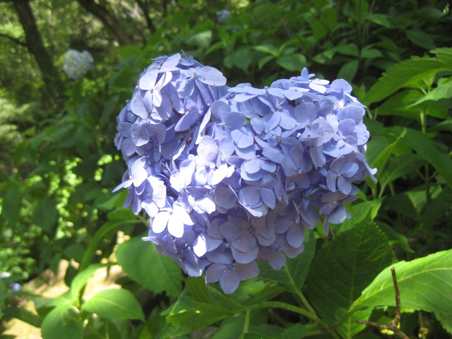 蓮の花と紫陽花 ヤマサ蒲鉾夢前工場からあじさいフローラ ツーリング