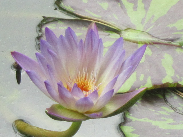 睡蓮 魅惑の花 モネの池～咲くやこの花館へ 後編 - バイクで遠足しませんか
