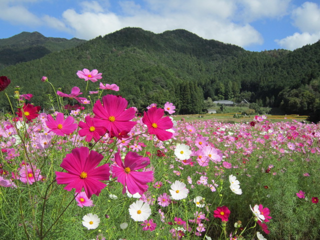 コスモスが見頃です 氷上 清住コスモス園へ - バイクで遠足しませんか