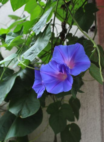 f:id:simmel20:20110724142750j:image