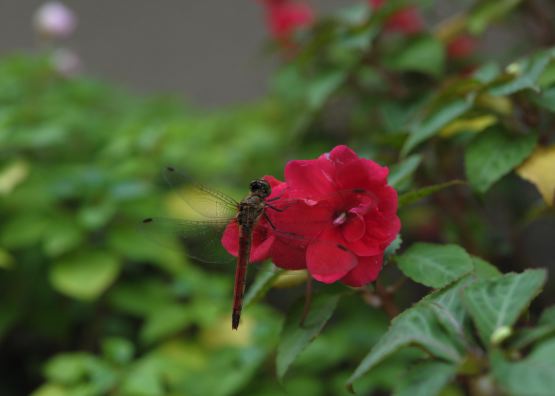 f:id:simmel20:20111021222843j:image f:id:simmel20:20111021222843j:image