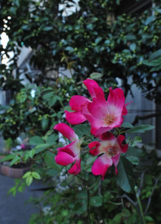 f:id:simmel20:20111101174207j:image f:id:simmel20:20111101174207j:image