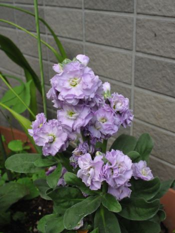 f:id:simmel20:20111116103216j:image