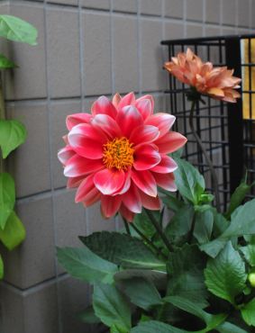 f:id:simmel20:20111116103217j:image