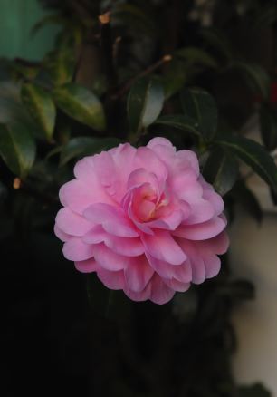 f:id:simmel20:20111124164956j:image f:id:simmel20:20111124164956j:image