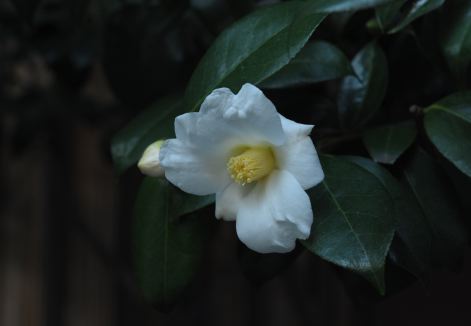 f:id:simmel20:20111129161325j:image