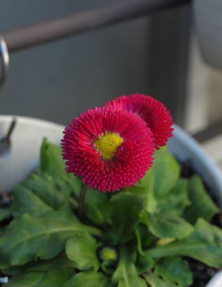f:id:simmel20:20120202084207j:image