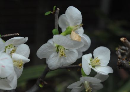 f:id:simmel20:20120301174334j:image