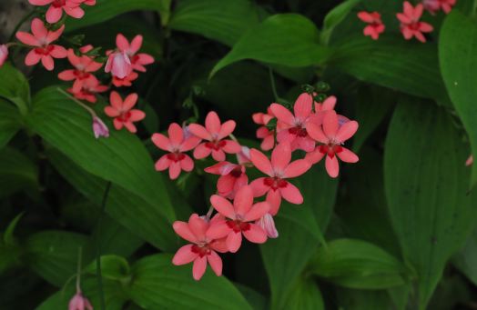 f:id:simmel20:20120611103818j:image