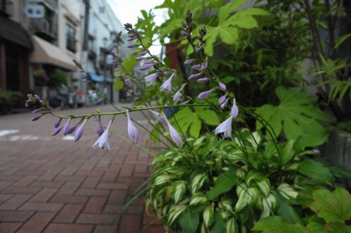 f:id:simmel20:20120622135658j:image