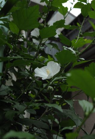 f:id:simmel20:20120707104232j:image f:id:simmel20:20120707104232j:image