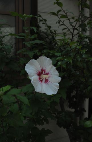 f:id:simmel20:20120709182718j:image f:id:simmel20:20120709182718j:image