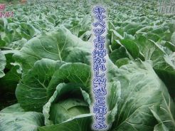 f:id:simmel20:20120903101137j:image f:id:simmel20:20120903101137j:image