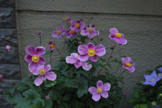 f:id:simmel20:20121007130610j:image