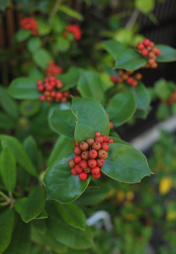 f:id:simmel20:20121105111600j:image