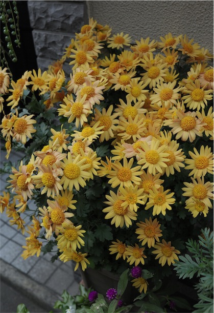 f:id:simmel20:20121206140938j:image