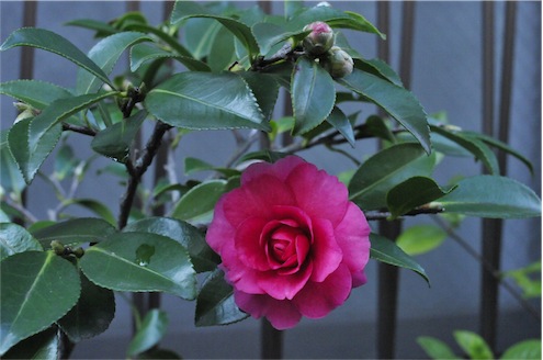 f:id:simmel20:20121220224531j:image