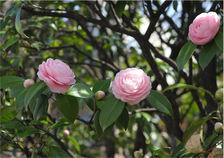 f:id:simmel20:20130316171351j:image