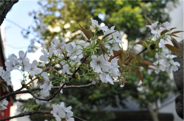 f:id:simmel20:20130409170003j:image