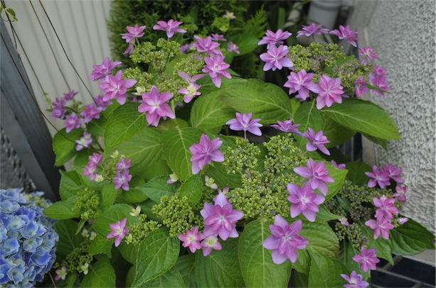 f:id:simmel20:20130526103726j:image