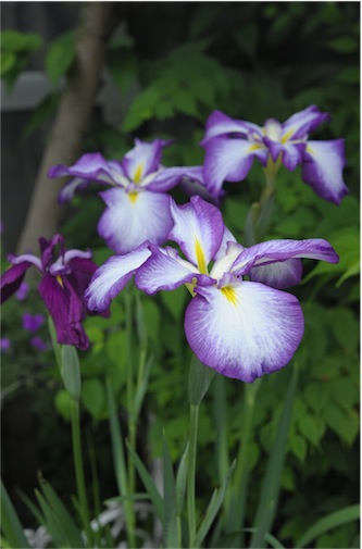 f:id:simmel20:20130612233440j:image f:id:simmel20:20130612233440j:image
