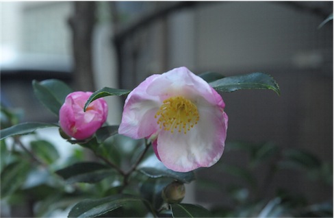 f:id:simmel20:20131107144739j:image