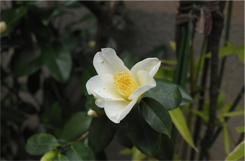 f:id:simmel20:20131227000200j:image