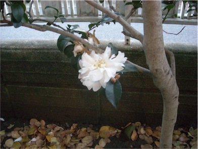 f:id:simmel20:20141128155759j:image
