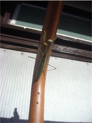 f:id:simmel20:20141210155810j:image f:id:simmel20:20141210155810j:image