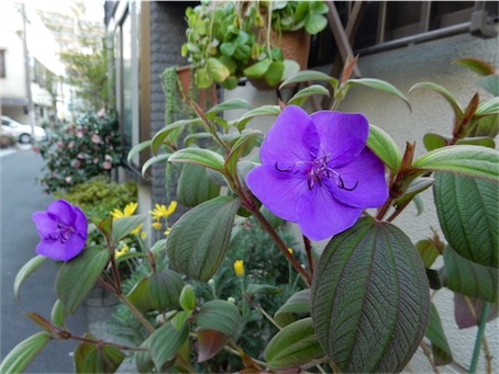 f:id:simmel20:20150326162559j:image