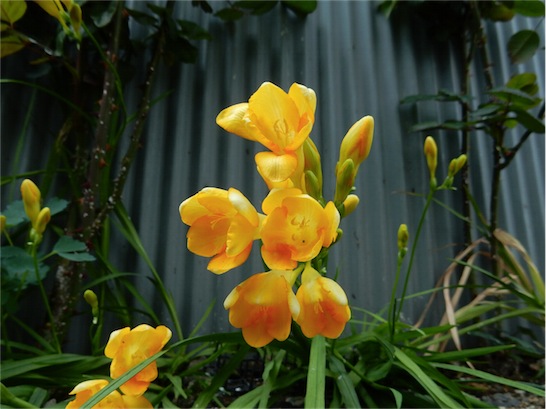 f:id:simmel20:20150412230457j:image