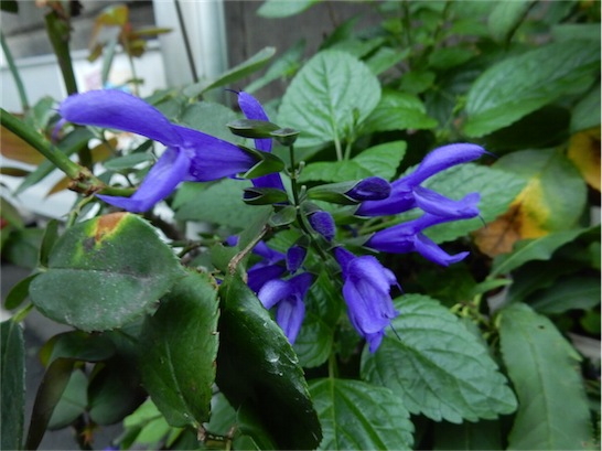 f:id:simmel20:20151017164846j:image