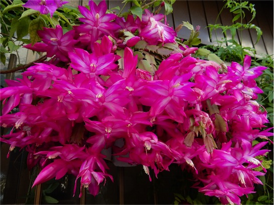 f:id:simmel20:20151209142634j:image