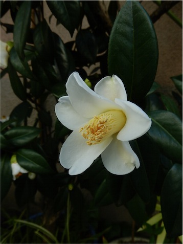 f:id:simmel20:20151211123415j:image