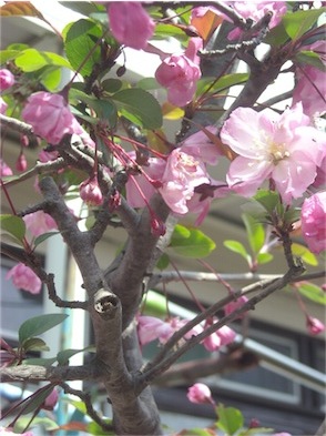 f:id:simmel20:20160406172138j:image