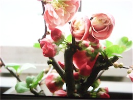 f:id:simmel20:20160408180757j:image
