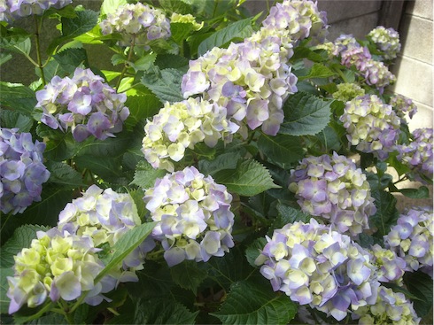f:id:simmel20:20160531183334j:image